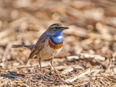 Bluethroat Danimarka 'daki doğal ortamında