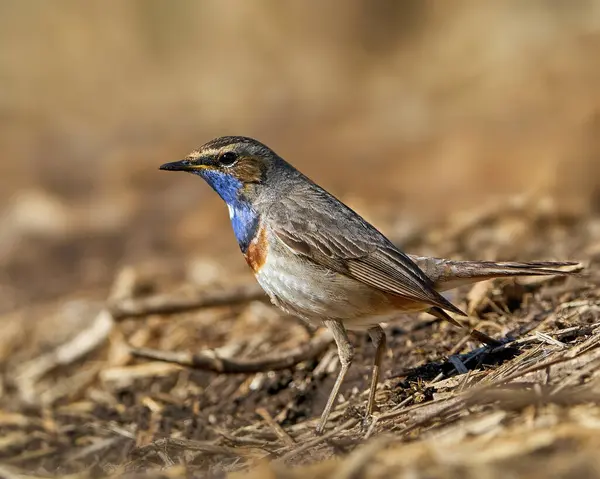 Bluethroat Danimarka 'daki doğal ortamında
