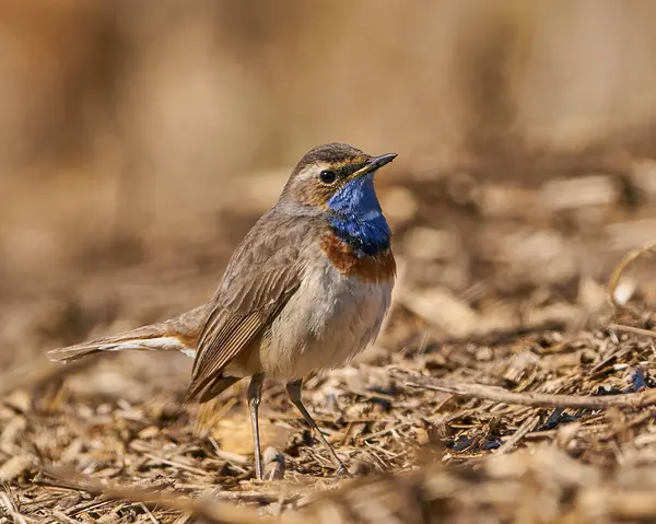 Bluethroat Danimarka 'daki doğal ortamında