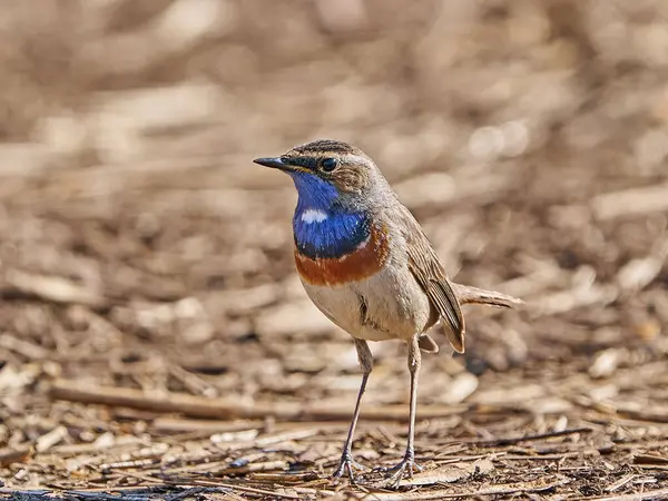 Bluethroat Danimarka 'daki doğal ortamında