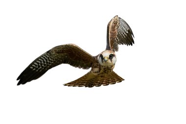 Danimarka 'daki doğal ortamında kızıl ayaklı şahin