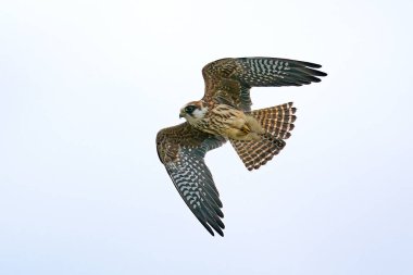 Danimarka 'daki doğal ortamında kızıl ayaklı şahin