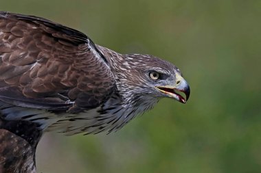 Bonelli kartalının yakın portresi (Aquila fasciata)