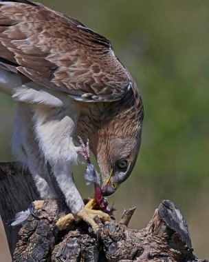 Bonelli kartalının yakın portresi (Aquila fasciata)