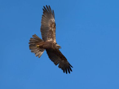 Doğal ortamında bataklık harrier (Circus aeruginosus).