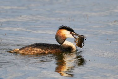 Gagasında Galiçya kerevitleri olan büyük ibikli bir yunus.