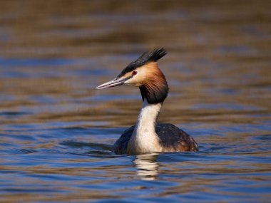 Doğal ortamında büyük ibikli grebe (Podiceps kristali)