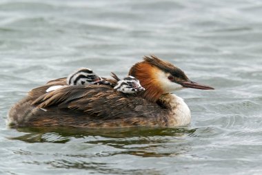 Sırtında civcivler olan büyük ibikli yunus.