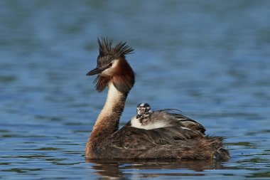 Danimarka 'daki doğal habitatında büyük ibikli yunus balığı