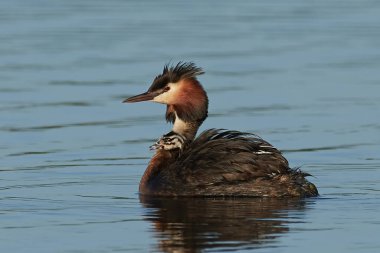 Danimarka 'daki doğal habitatında büyük ibikli yunus balığı