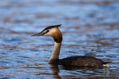 Danimarka 'daki doğal habitatında büyük ibikli yunus balığı
