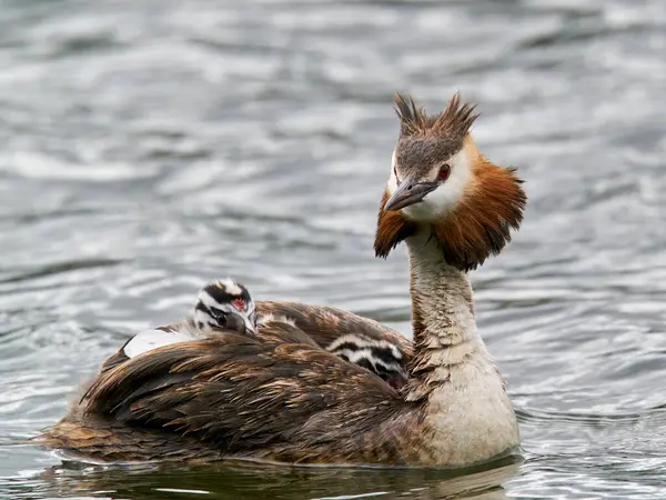 Sırtında civcivler olan büyük ibikli yunus.