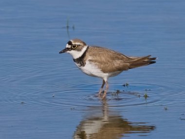 Doğal ortamında küçük halkalı yağmurkuşu (Charadrius dubius)