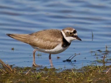 Doğal ortamında küçük halkalı yağmurkuşu (Charadrius dubius)