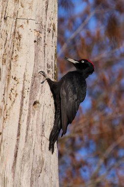 Siyah ağaçkakan (Dryocopus martius) doğal ortamında