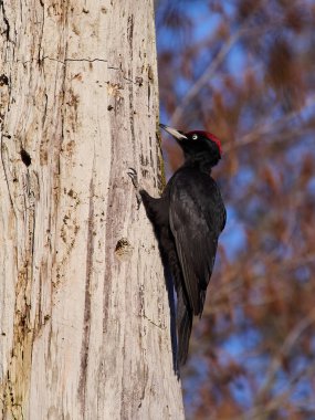 Siyah ağaçkakan (Dryocopus martius) doğal ortamında