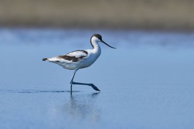 Pied avocet (Recurvirostra avosetta) Danimarka 'daki doğal ortamında