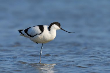 Pied avocet (Recurvirostra avosetta) Danimarka 'daki doğal ortamında