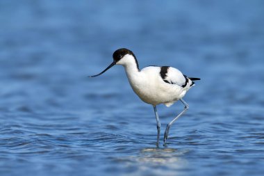 Pied avocet (Recurvirostra avosetta) Danimarka 'daki doğal ortamında