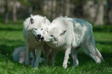 Arkasında bitki örtüsü olan Kuzey Kutup Kurtları