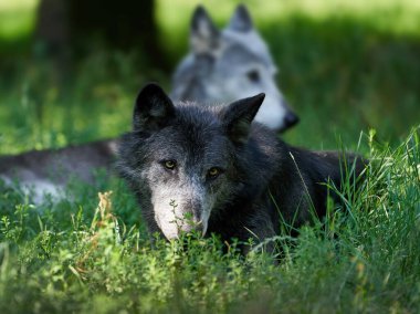 Kurt doğal ortamında bitki örtüsünde.