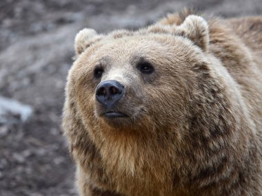 Kahverengi ayı (Ursus arctos) doğal ortamında