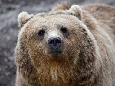 Kahverengi ayı (Ursus arctos) doğal ortamında