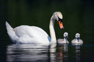 İki civciviyle dilsiz kuğu (Cygnus olor)