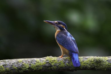 Doğal ortamında yaygın bir balıkçı