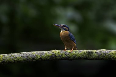 Doğal ortamında yaygın bir balıkçı