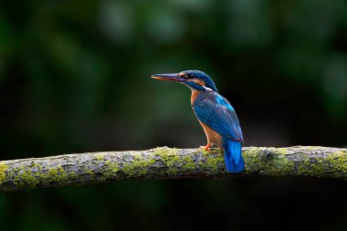Doğal ortamında yaygın bir balıkçı