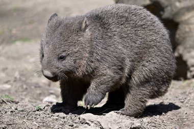 Tazmanya Wombat (Vombatus ursinus tasmaniensis) doğal ortamında