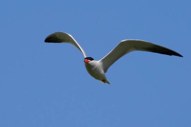 Caspian tern (Hydroprogne caspia) arka planda mavi gökyüzü ile uçuyor