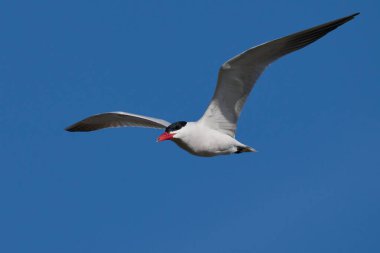 Danimarka 'daki doğal ortamında bir Hazar feneri.