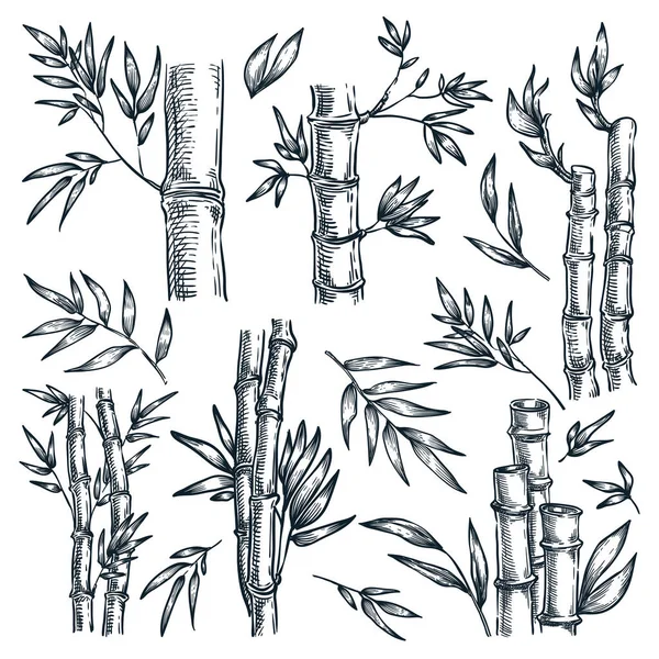 竹茎と葉は白い背景に孤立します 手描きスケッチベクトルイラスト 中国や日本の植物の自然設計要素 — ストックベクタ