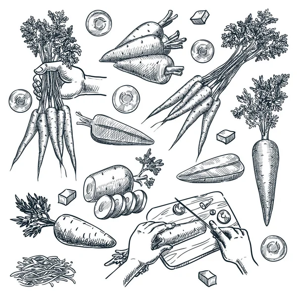 Farm Fresh Carrot Isolated White Background Sketch Vegetables Vector Illustration — Stock Vector