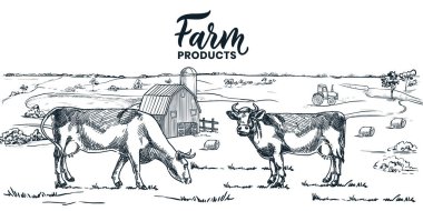 Süt mandırası el çizimi vektör vintage illüstrasyon. İnekler kırsal alanlardaki çayırlarda otlarlar. Tarım ve tarım kırsal alan geçmişi