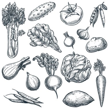 Beyaz arka planda izole edilmiş taze sebzeler. Çizim vektör çizimi. El yapımı tarım ve organik hasat tasarım elementleri