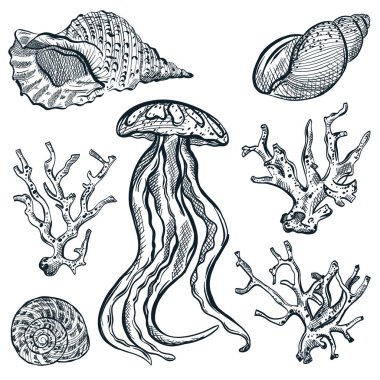 Okyanus yaşamı ikonları ve tasarım elementleri. Denizanaları, deniz kabukları ve mercanlar beyaz arka planda izole edilmiş. Vektör el, deniz kabuklarının çizimini çizdi