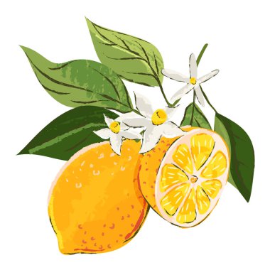 Limonlu ve limonlu bir dal. Beyaz arka planda yalıtılmış tropikal meyveler. Vektör suluboya el çizimi. Eski baskı tasarım ögesi