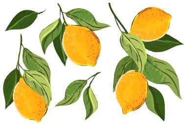 Limonlu tropikal meyve seti. Vektör suluboya el çizimi. Kireç hasadı. Citric izole edilmiş vintage baskı tasarım elementleri
