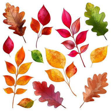 Sonbahar meşesi, kayın ağacı, kül yaprakları. Vektör suluboya el çizimi. Sancaklar, posterler, tebrik kartları ve davetiyeler için mevsimlik klasik baskı çiçek tasarımı unsurları