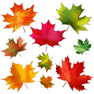 Sonbahar renkli akçaağaç yaprakları seti. Vektör suluboya el çizimi. Sancaklar, posterler, tebrik kartları ve davetiyeler için mevsimlik klasik baskı çiçek tasarımı unsurları