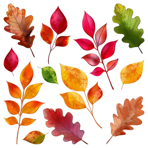 Sonbahar meşesi, kayın ağacı, kül yaprakları. Vektör suluboya el çizimi. Sancaklar, posterler, tebrik kartları ve davetiyeler için mevsimlik klasik baskı çiçek tasarımı unsurları