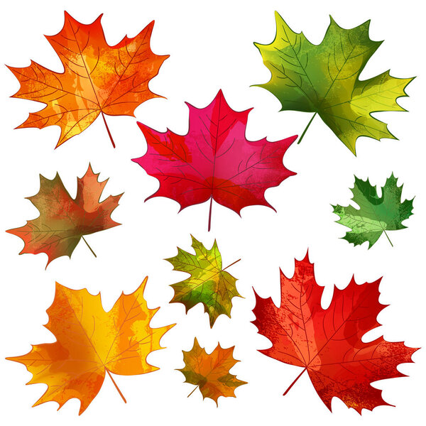 Autumn colorful maple leaves set. Vector watercolor hand drawn illustration. Fall seasonal vintage print floral design elements for banners, posters, greeting cards and invitations