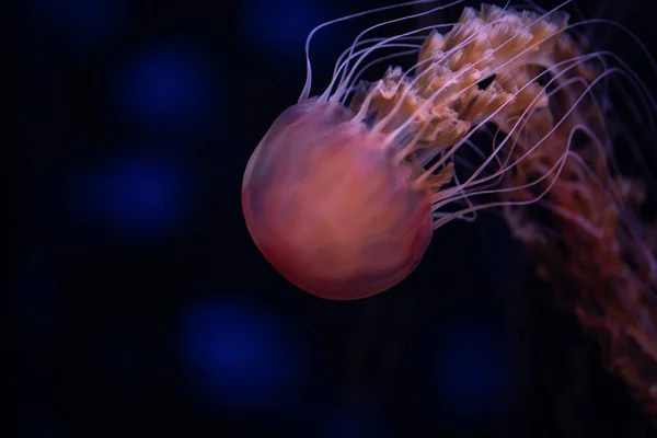 koyu arkaplanda mavi ışıkta yüzen neon pembe meduza