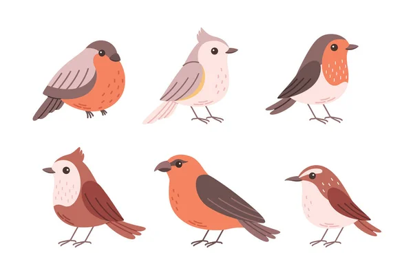 可爱的鸟的集合 冬季秋天的鸟类种类 矢量说明 — 图库矢量图片