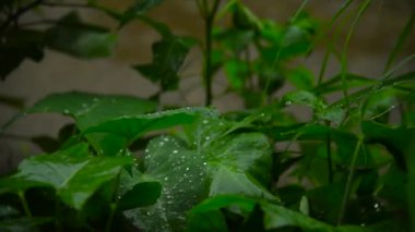 rain water drop on green leaves at the forest footage.