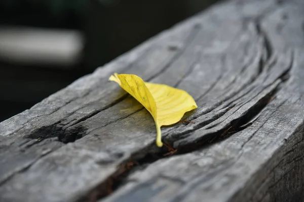 Seçici odaklı sarı yaprak ve arka planda ahşap doku.