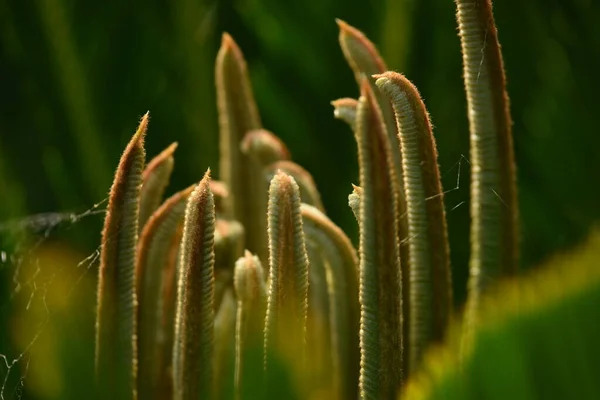 Üppige Pflanzen Nahaufnahme Zeigen Komplizierte Details Der Makrofotografie — Stockfoto